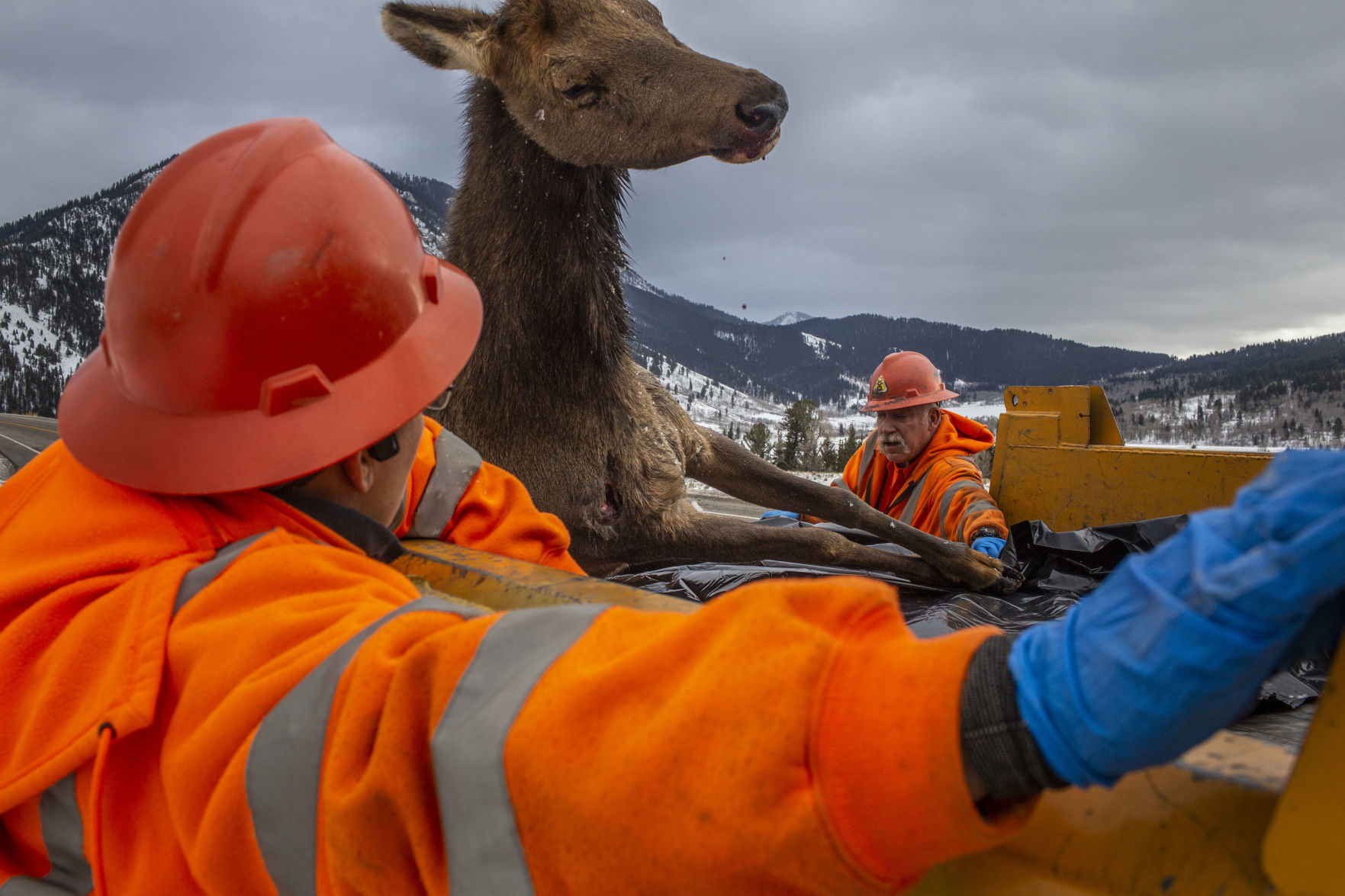 CWD reaches Jackson Hole